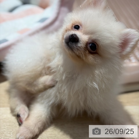 大阪府のポメラニアン (ペットプラス イオン大日店/2026年7月20日生まれ/男の子/クリーム)の子犬の3枚目の画像