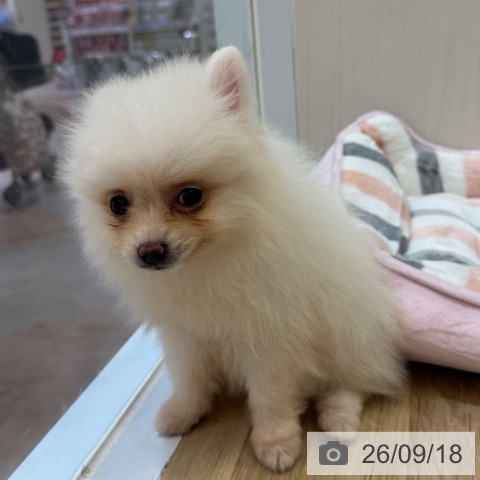 ポメラニアンの写真