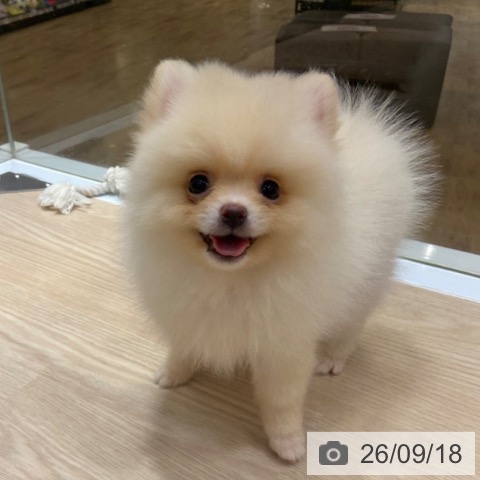 ポメラニアンの写真