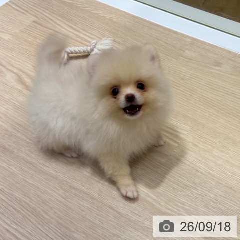 大阪府のポメラニアン (ペットプラス 堺鉄砲町店/2026年7月20日生まれ/女の子/クリーム)の子犬の3枚目の画像