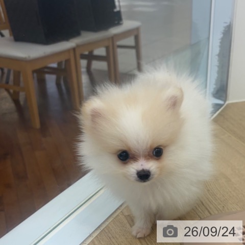 ポメラニアンの写真