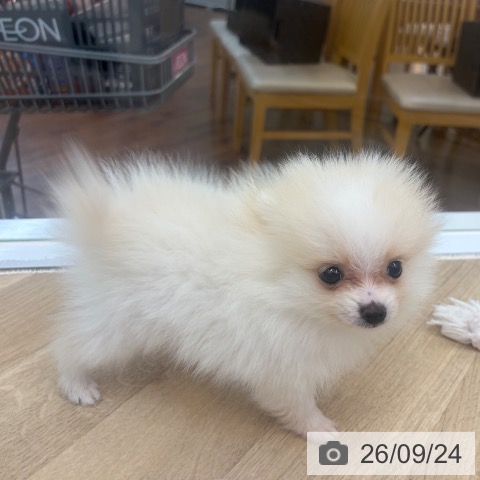 ポメラニアンの写真