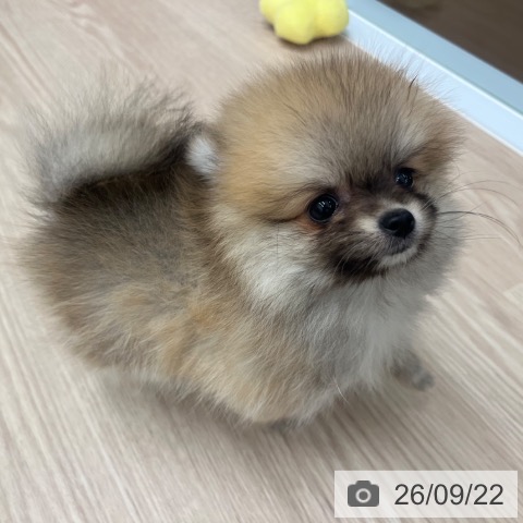 ポメラニアンの写真