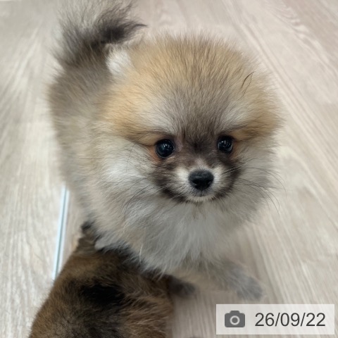 ポメラニアンの写真