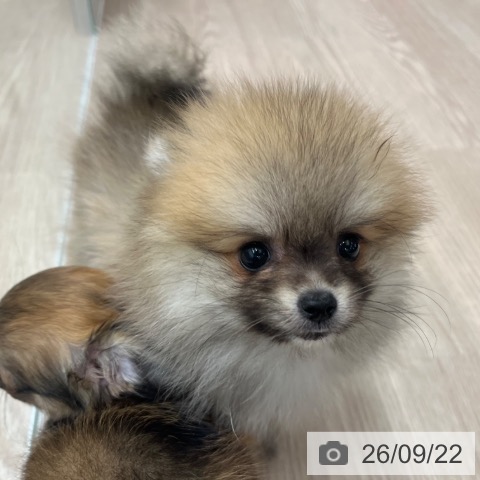 ポメラニアンの写真