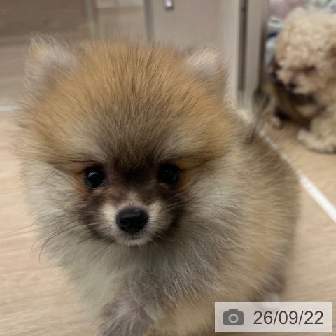 ポメラニアンの写真