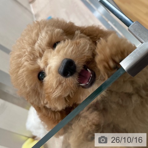 和歌山県のトイプードル(トイ) (ペットプラス 和歌山店/2026年7月15日生まれ/女の子/レッドフォーン)の子犬の3枚目の画像