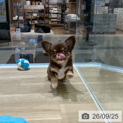 新潟県のチワワ(ロング) (ペットプラス 新潟亀田インター店/2026年7月22日生まれ/女の子/チョコレートタン)の子犬の4枚目の画像