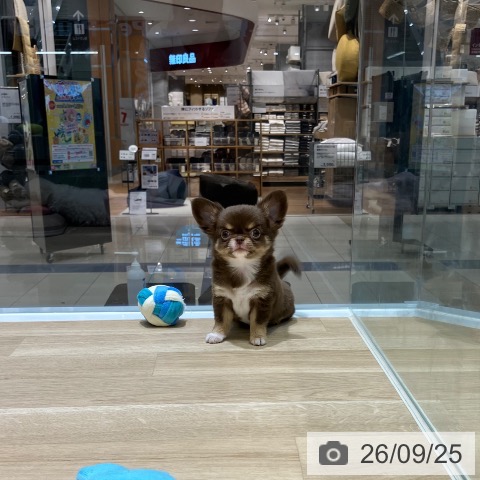新潟県のチワワ(ロング) (ペットプラス 新潟亀田インター店/2026年7月22日生まれ/女の子/チョコレートタン)の子犬の3枚目の画像