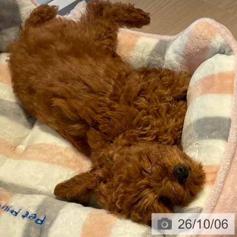 和歌山県のトイプードル(トイ) (ペットプラス 和歌山店/2026年7月22日生まれ/男の子/レッドフォーン)の子犬の3枚目の画像