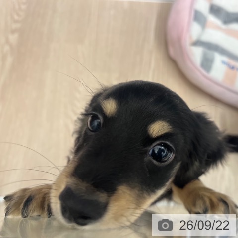 ミニチュア・ダックスフンドの写真