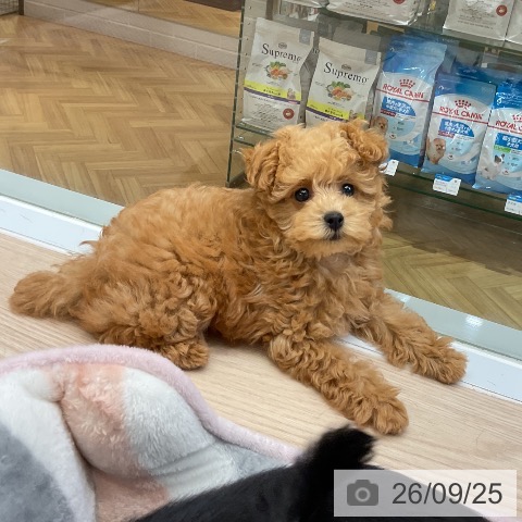 大阪府のトイプードル(トイ) (ペットプラス ららぽーと和泉店/2026年7月19日生まれ/女の子/オレンジフォーン)の子犬の3枚目の画像