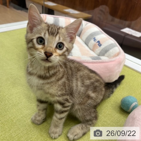 ベンガルの写真