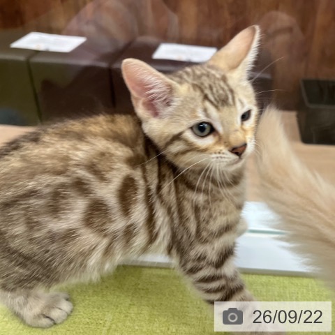 ベンガルの写真