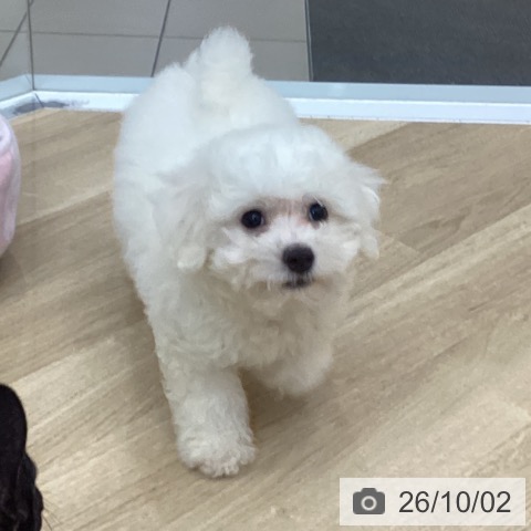 京都府のビションフリーゼ (ペットプラス 久御山店/2026年7月21日生まれ/男の子/ホワイト)の子犬の3枚目の画像