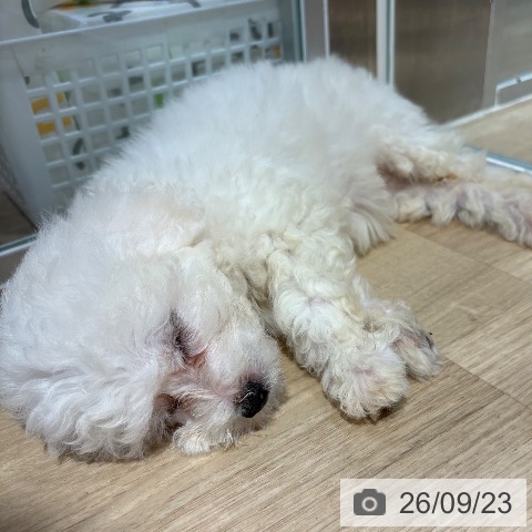 大阪府のビションフリーゼ (ペットプラス イオン大日店/2026年7月21日生まれ/女の子/ホワイト)の子犬の3枚目の画像