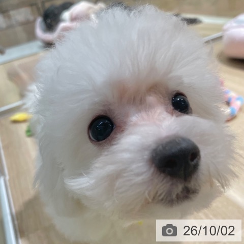 大阪府のビションフリーゼ (ペットプラス イオン大日店/2026年7月21日生まれ/女の子/ホワイト)の子犬の4枚目の画像