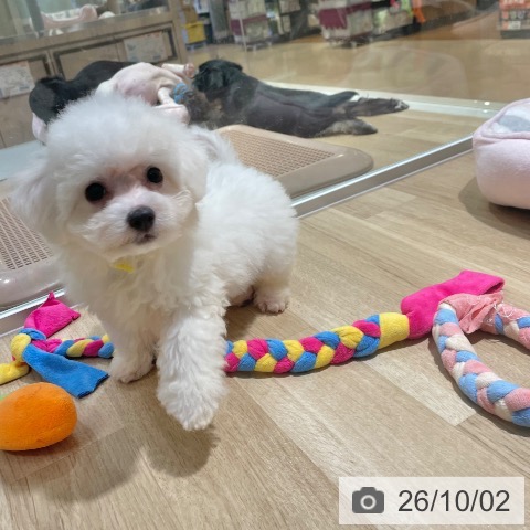 大阪府のビションフリーゼ (ペットプラス イオン大日店/2026年7月21日生まれ/女の子/ホワイト)の子犬の3枚目の画像