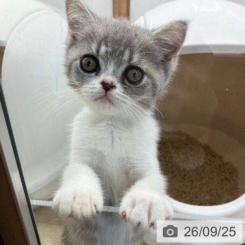 新潟県のエキゾチック (ペットプラス 新潟亀田インター店/2026年7月21日生まれ/男の子/ブルータビーホワイト)の子猫の3枚目の画像