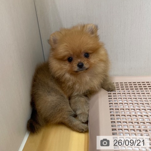 ポメラニアンの写真