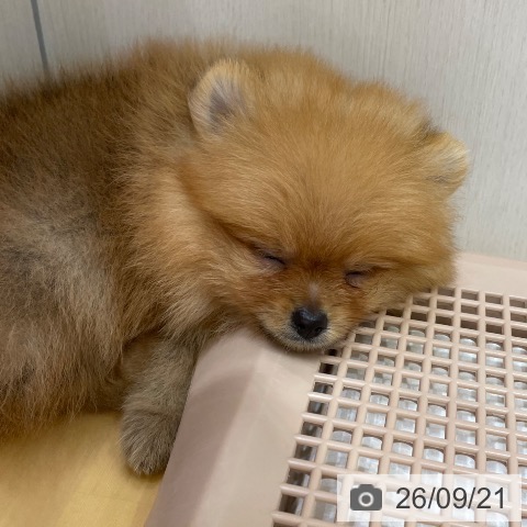 ポメラニアンの写真