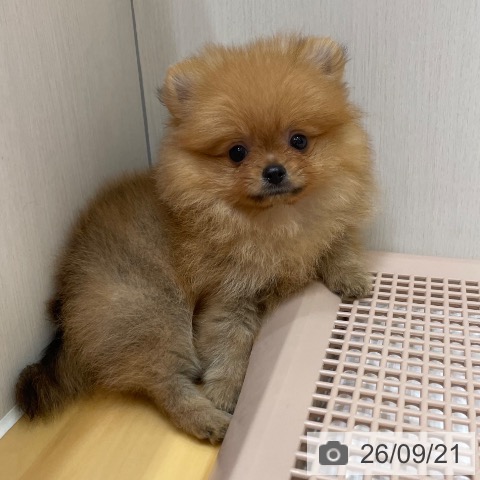 ポメラニアンの写真