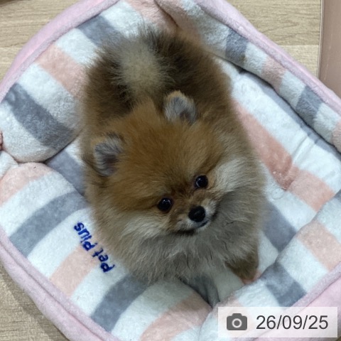 岩手県のポメラニアン (ペットプラス 盛岡南店/2026年7月22日生まれ/女の子/オレンジ)の子犬の3枚目の画像