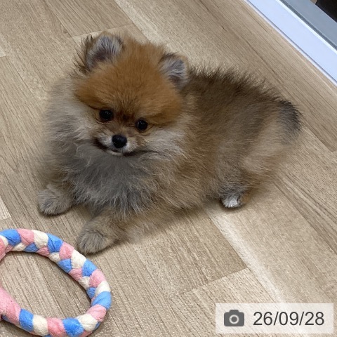 岩手県のポメラニアン (ペットプラス 盛岡南店/2026年7月22日生まれ/女の子/オレンジ)の子犬の3枚目の画像