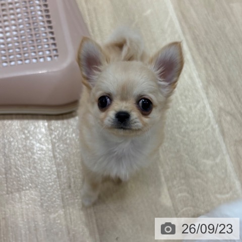 大阪府のチワワ(ロング) (ペットプラス イオン大日店/2026年7月20日生まれ/女の子/クリーム)の子犬の3枚目の画像