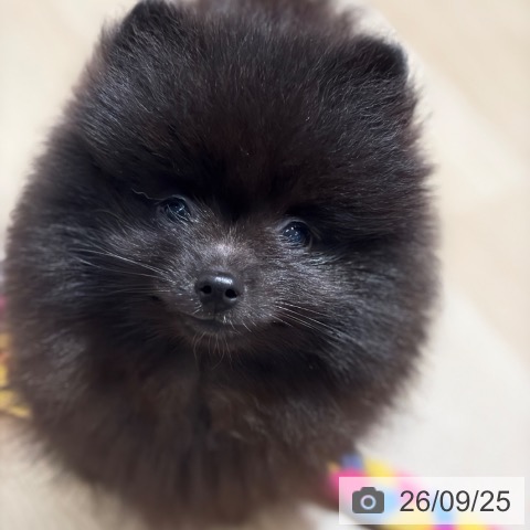 大阪府のポメラニアン (ペットプラス イオン大日店/2026年7月18日生まれ/男の子/ブラック)の子犬の4枚目の画像