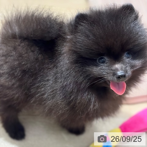 大阪府のポメラニアン (ペットプラス イオン大日店/2026年7月18日生まれ/男の子/ブラック)の子犬の3枚目の画像