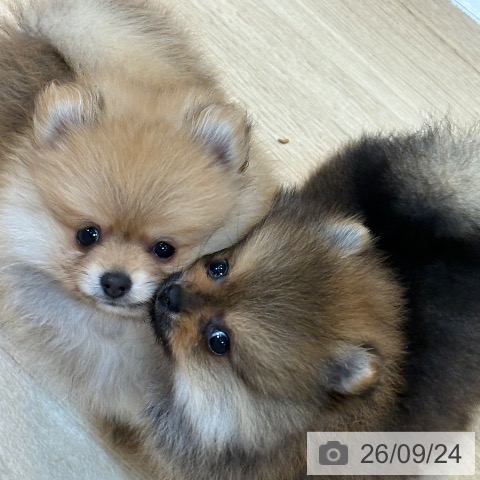 京都府のポメラニアン (ペットプラス イオンモールKYOTO店/2026年7月23日生まれ/男の子/オレンジ)の子犬の4枚目の画像