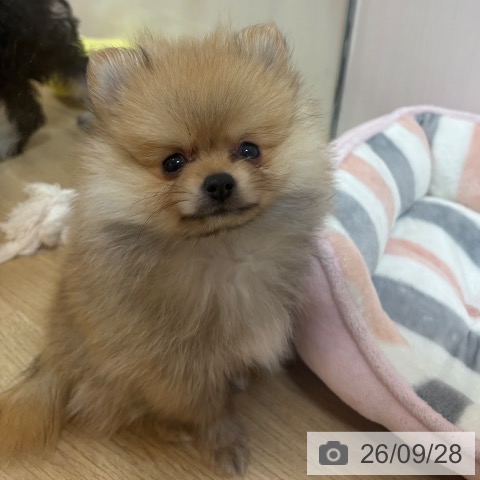 京都府のポメラニアン (ペットプラス イオンモールKYOTO店/2026年7月23日生まれ/男の子/オレンジ)の子犬の3枚目の画像
