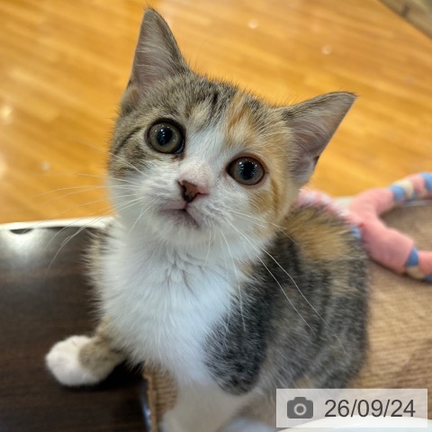 スコティッシュフォールドの写真