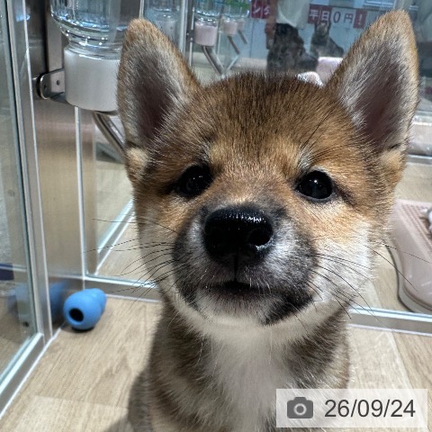 柴の写真