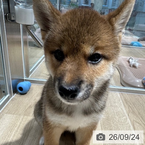 柴の写真
