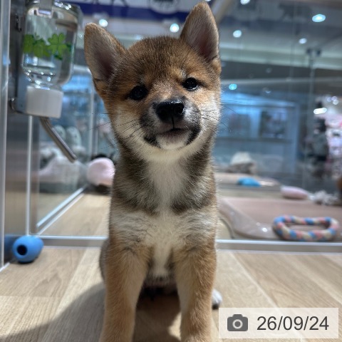 柴の写真