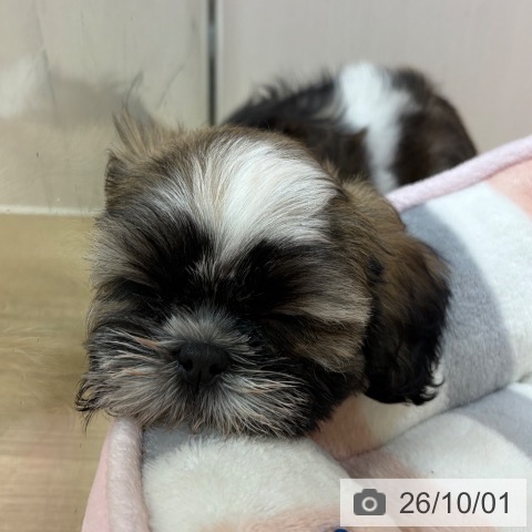 京都府のシーズー (ペットプラス イオンモールKYOTO店/2026年7月23日生まれ/男の子/ゴールドホワイト)の子犬の4枚目の画像