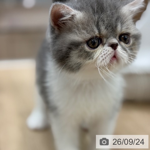 エキゾチックの写真
