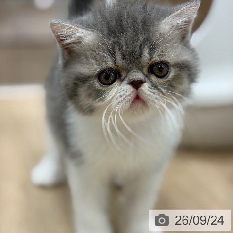 エキゾチックの写真