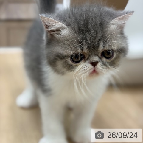 エキゾチックの写真