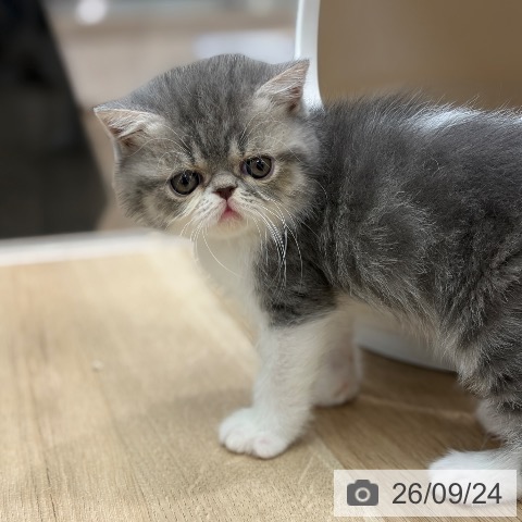 エキゾチックの写真