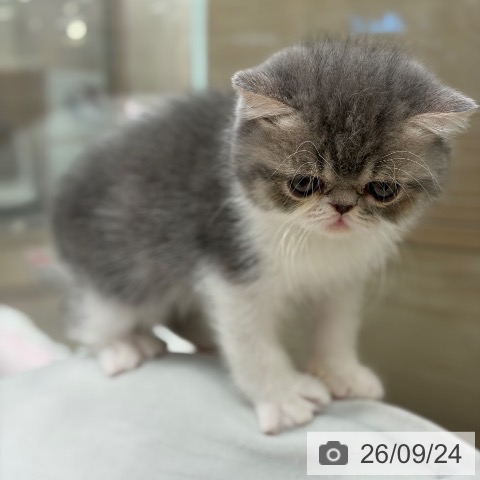 エキゾチックの写真
