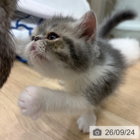 エキゾチックの写真