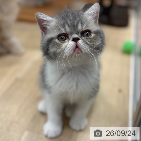エキゾチックの写真