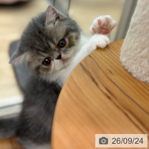 エキゾチックの写真