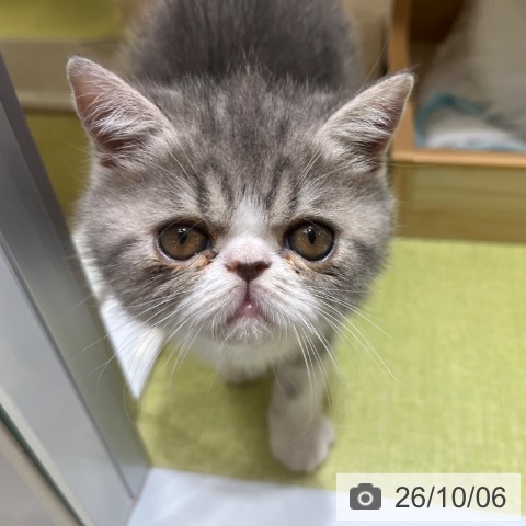 京都府のエキゾチック (ペットプラス 京都桂川店/2026年7月24日生まれ/女の子/ブルーホワイト)の子猫の3枚目の画像