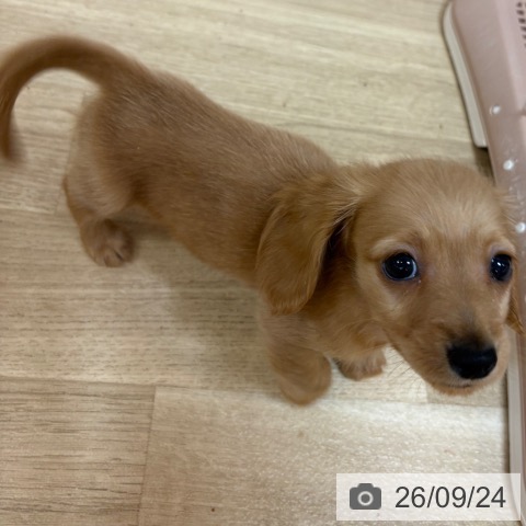 京都府のカニンヘンダックスフンド(ロング) (ペットプラス イオンモールKYOTO店/2026年7月24日生まれ/男の子/ゴールド)の子犬の3枚目の画像