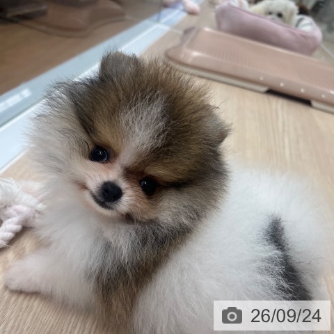 ポメラニアンの写真