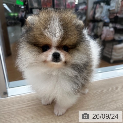 ポメラニアンの写真
